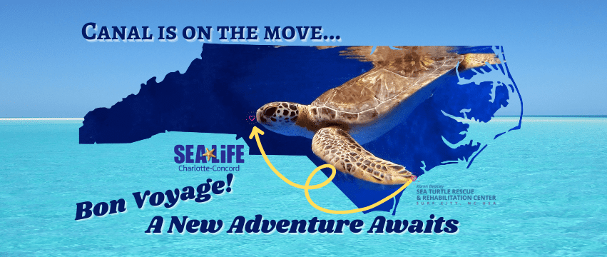 Sea Life "Canal is on the move" header