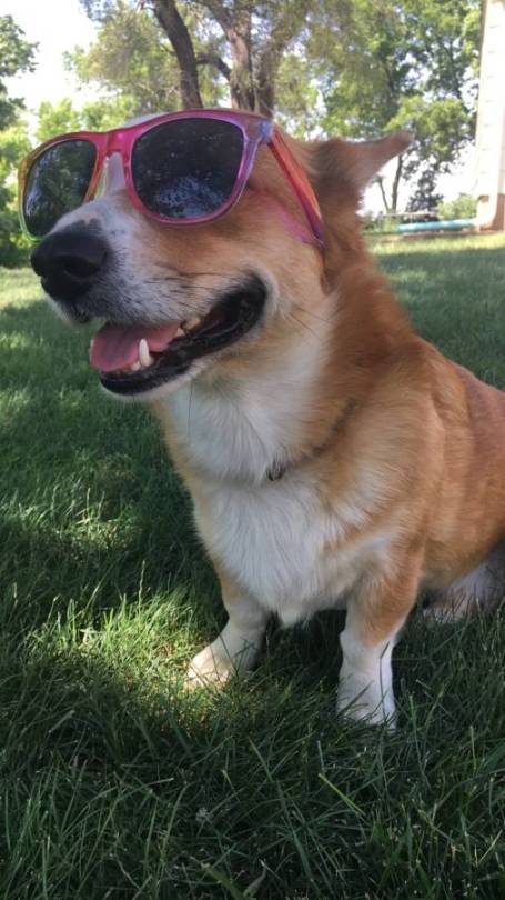 Dog wearing sunglasses