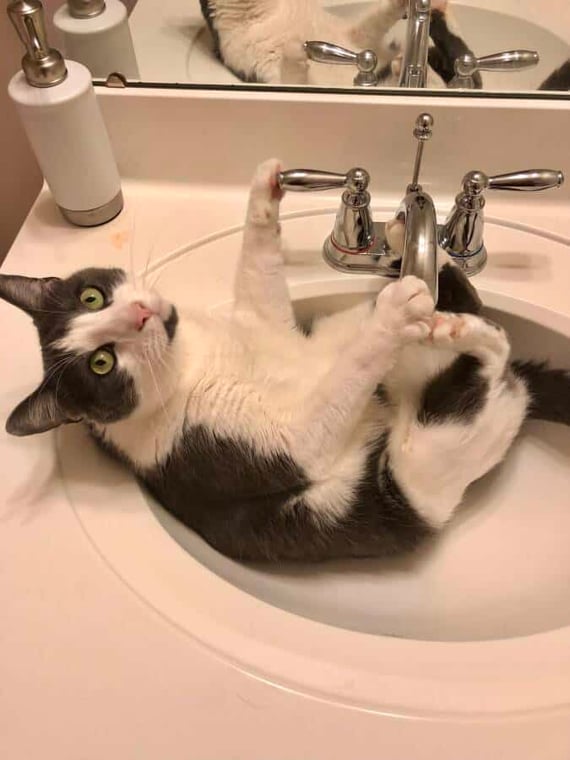 Cat sitting in sink
