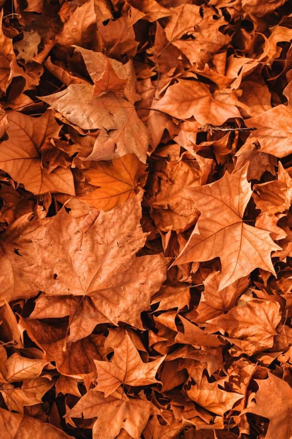 Fall leaves on ground