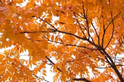 Orange fall leaves on a tree branch