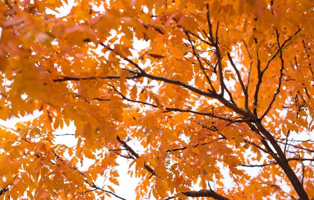 Orange fall leaves on a tree branch