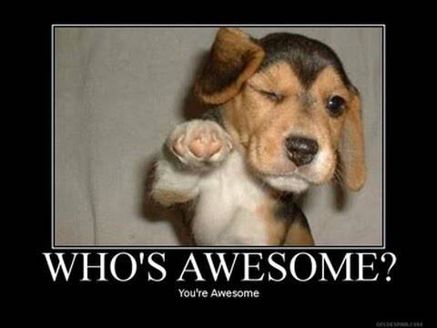Dog meme that says "you're awesome"