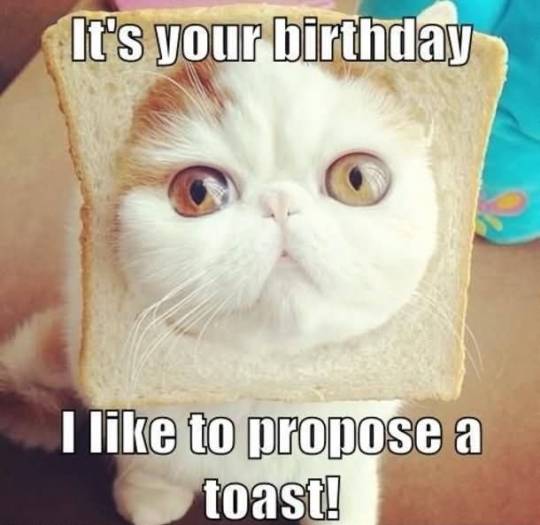 Cat birthday meme