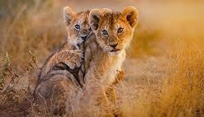 World Wildlife Fund eCard with lion cubs