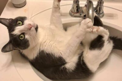 Cat sitting in sink