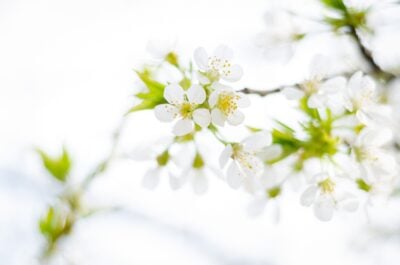 White flower blossoms on tree