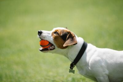 Dog holding ball in mouth in grass field