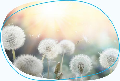 Dandelions blowing in wind