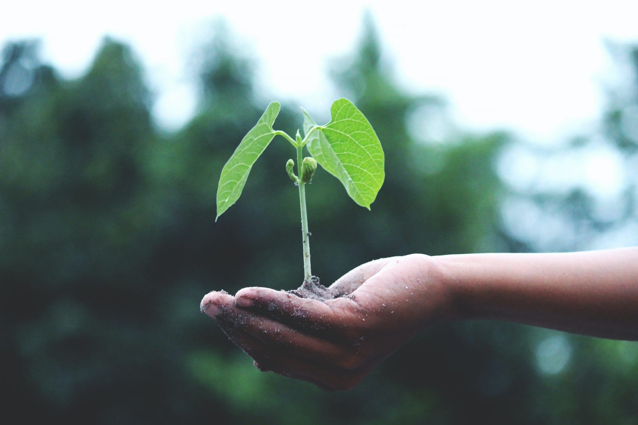 Hand holding tree sapling in woods