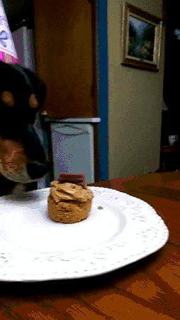 Dog eating cupcake