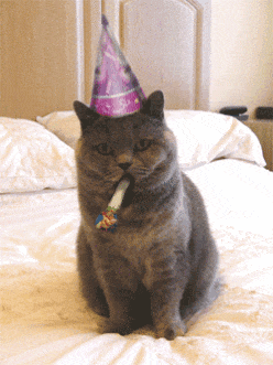 GIF of cat with birthday hat