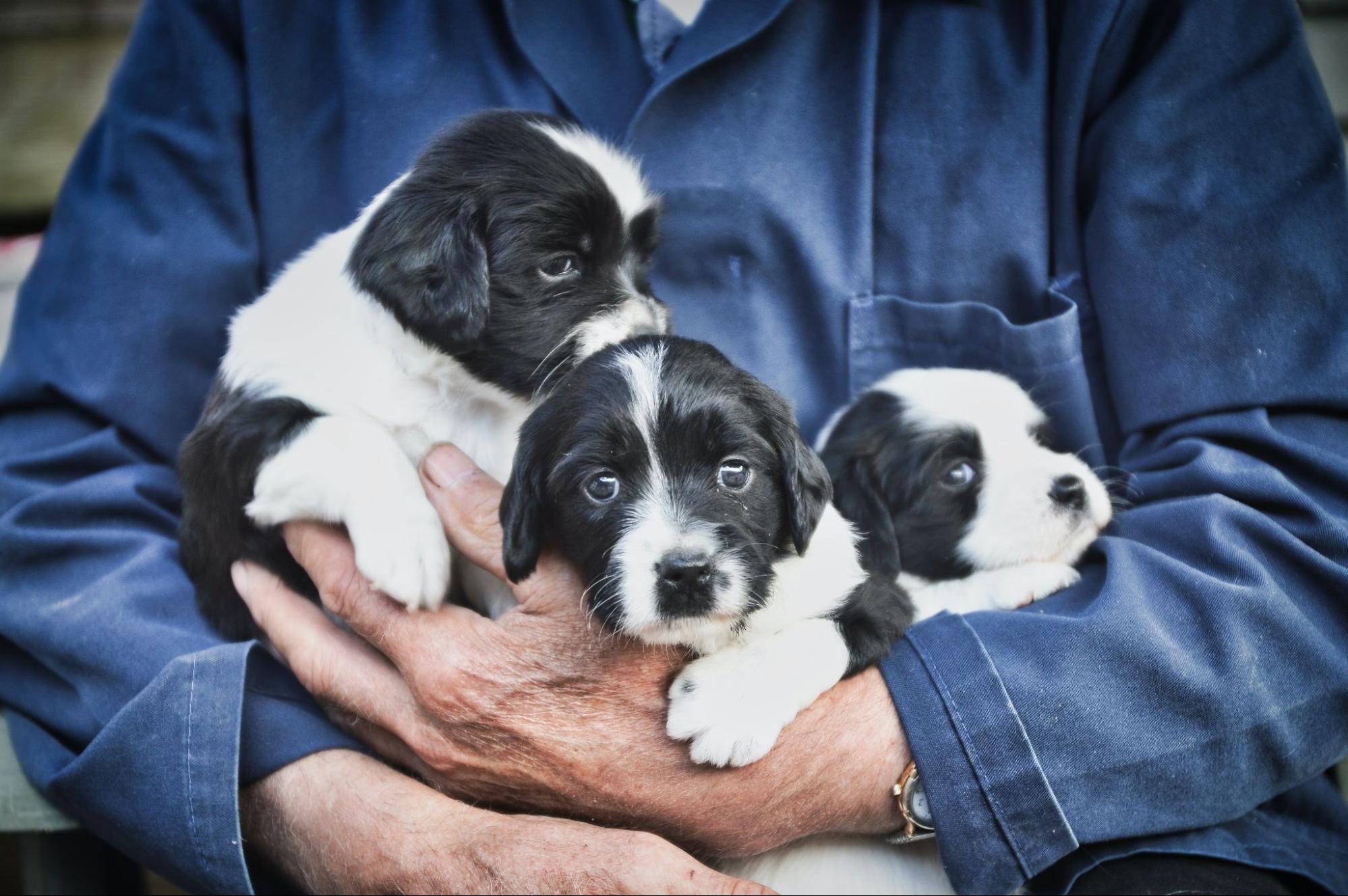 Person holding puppies