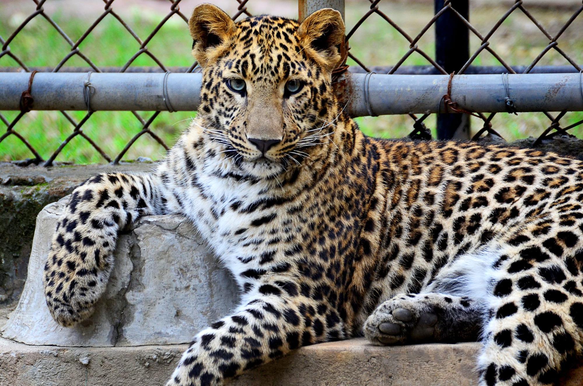 Jaguar in zoo
