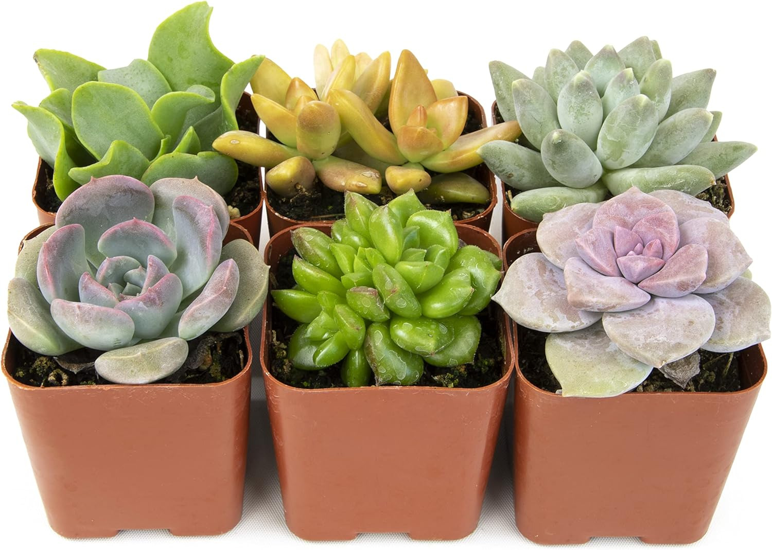 Succulents