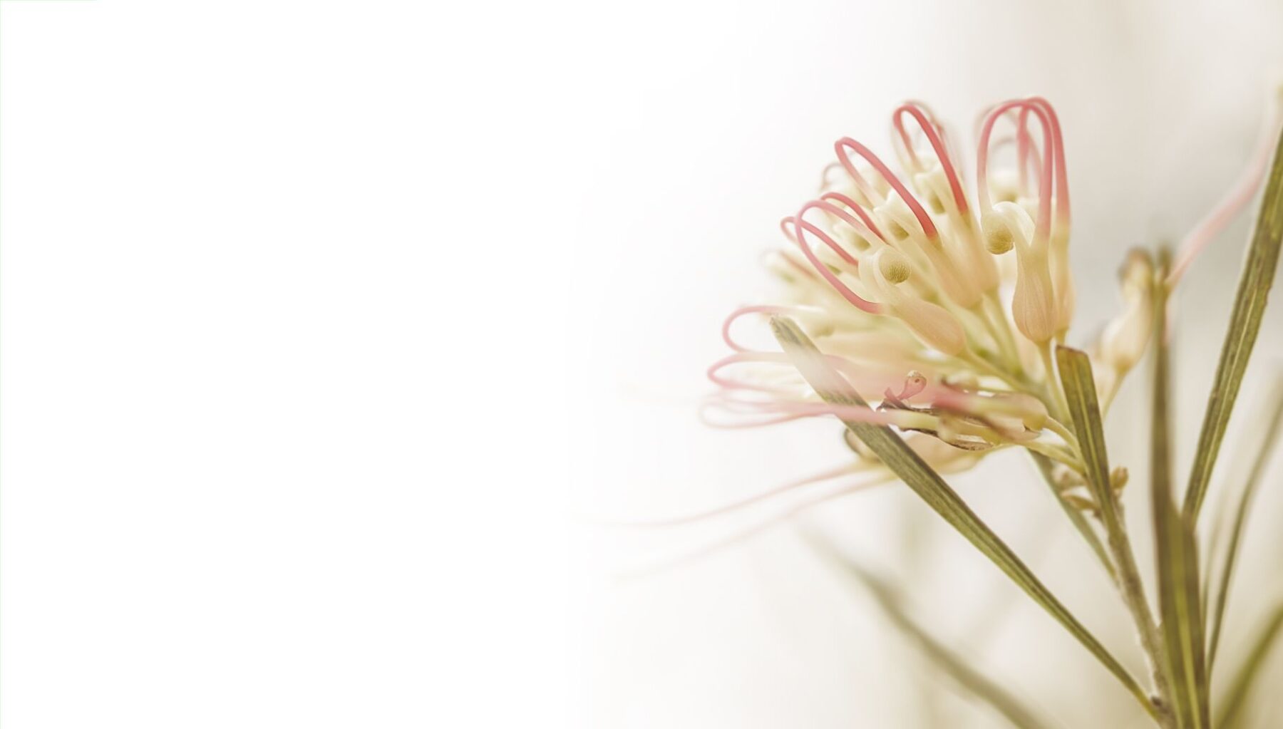 Sympathy flower against a white background