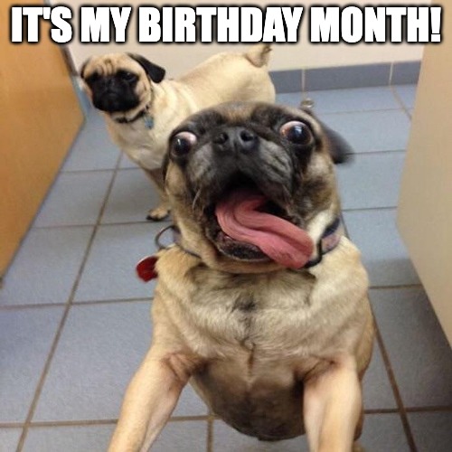 Dogs It's my birthday month meme