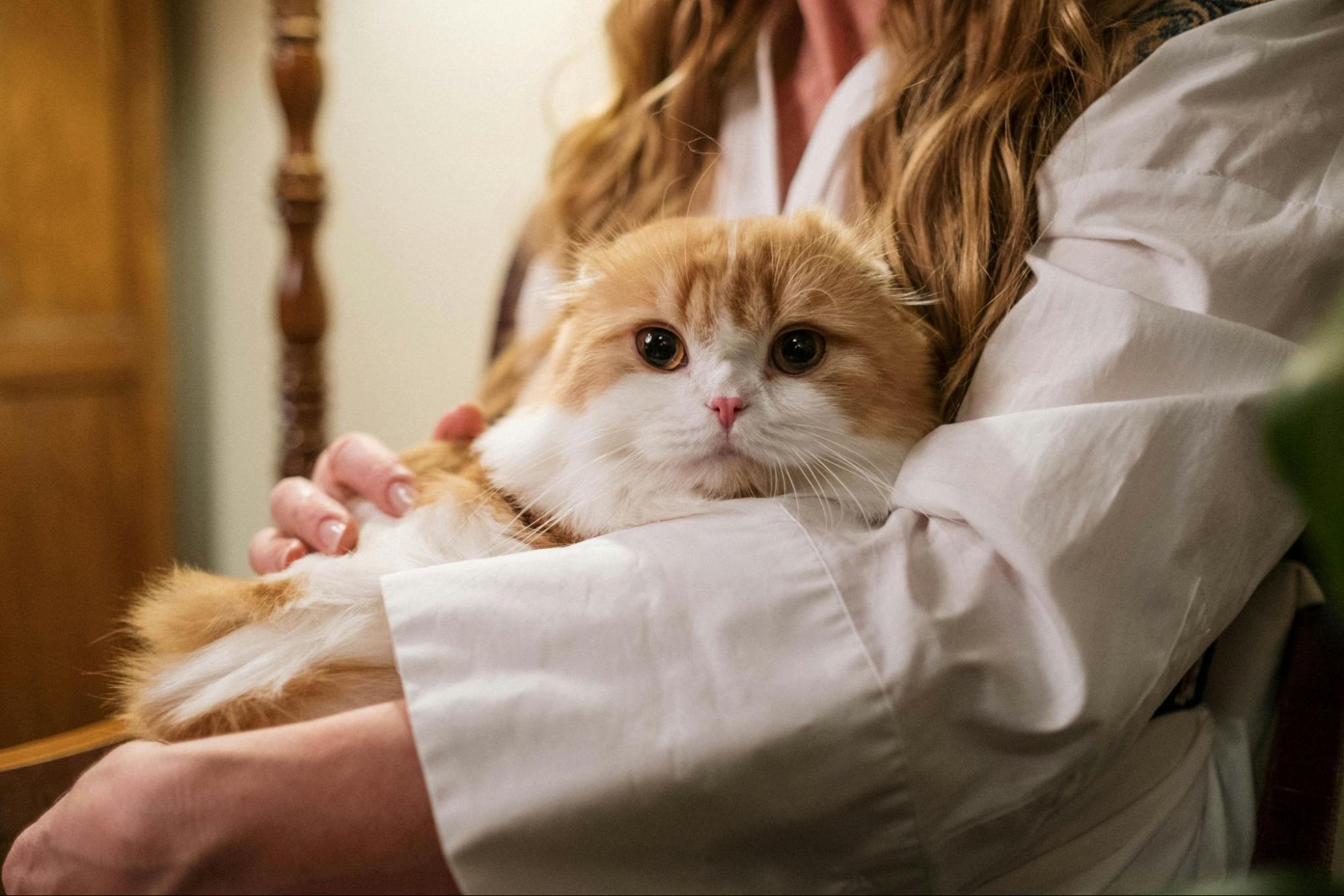 Cat at office volunteer birthday party