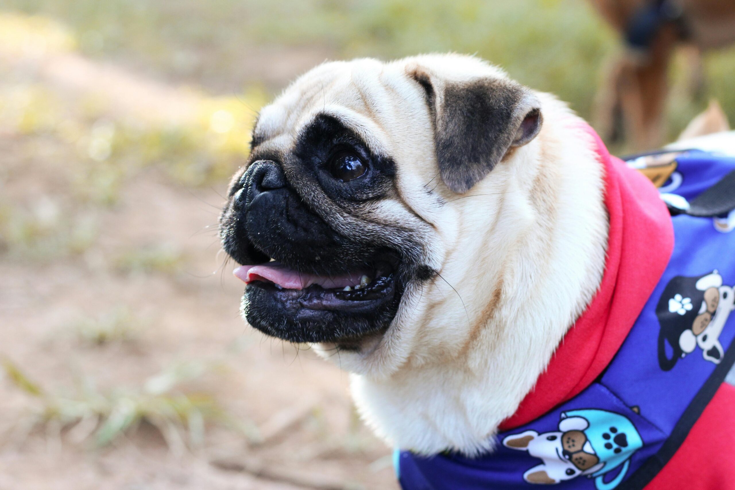 Pug dog wearing sweater for pet therapy