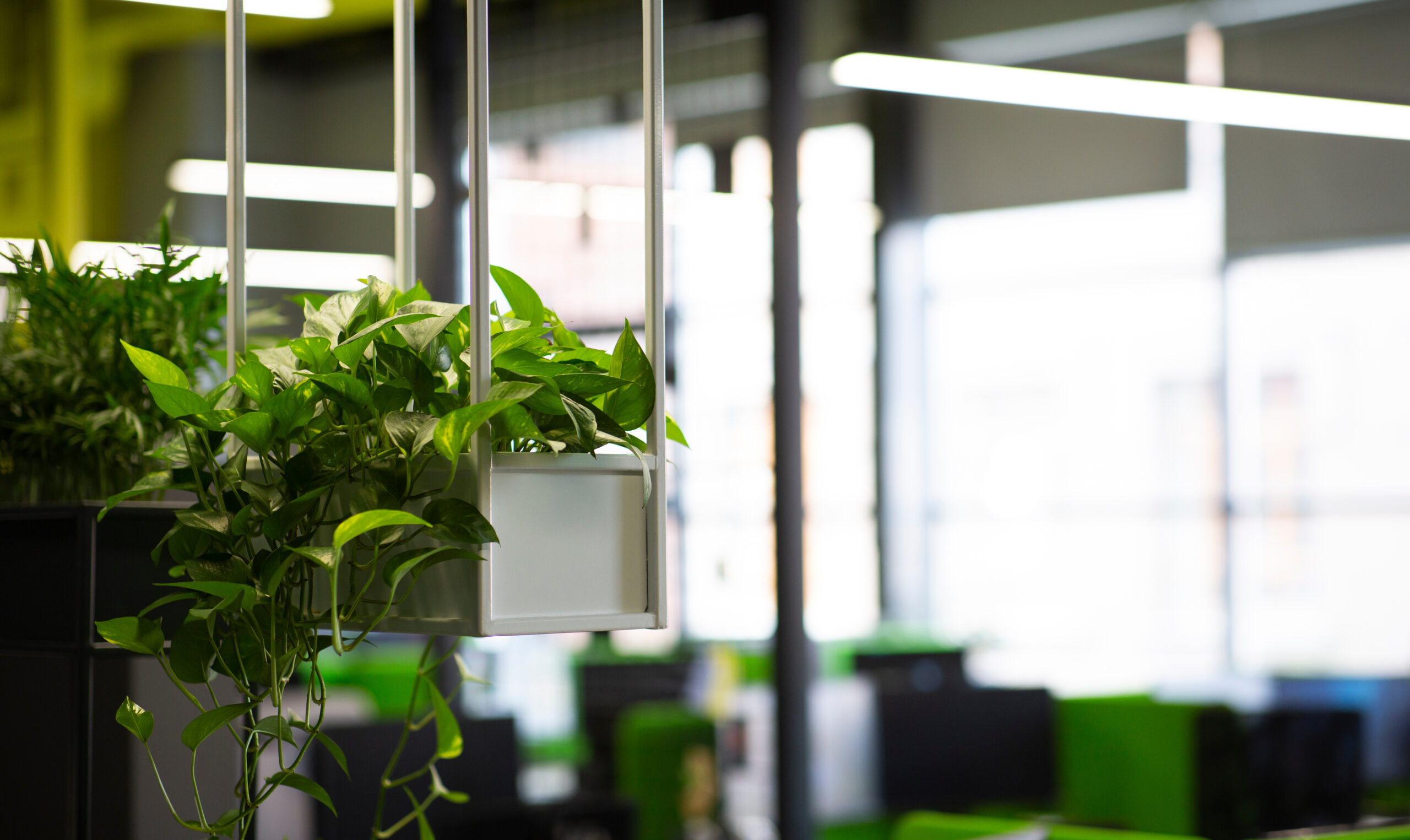 Office plants in business setting above desk